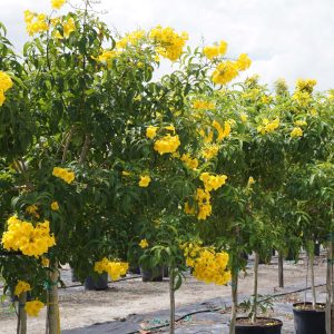 Tecoma stans (Yellow elder)