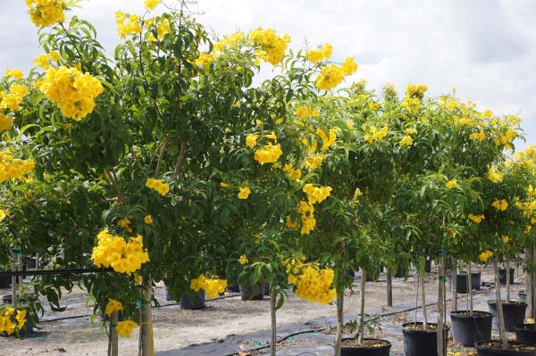 Tecoma stans (Yellow elder)