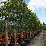 Senna surattensis (Cassia surattensis)