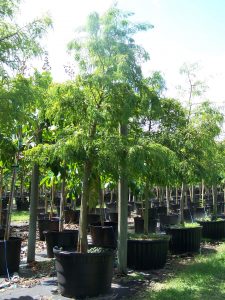 Taxodium Distichum (Bald Cypress)