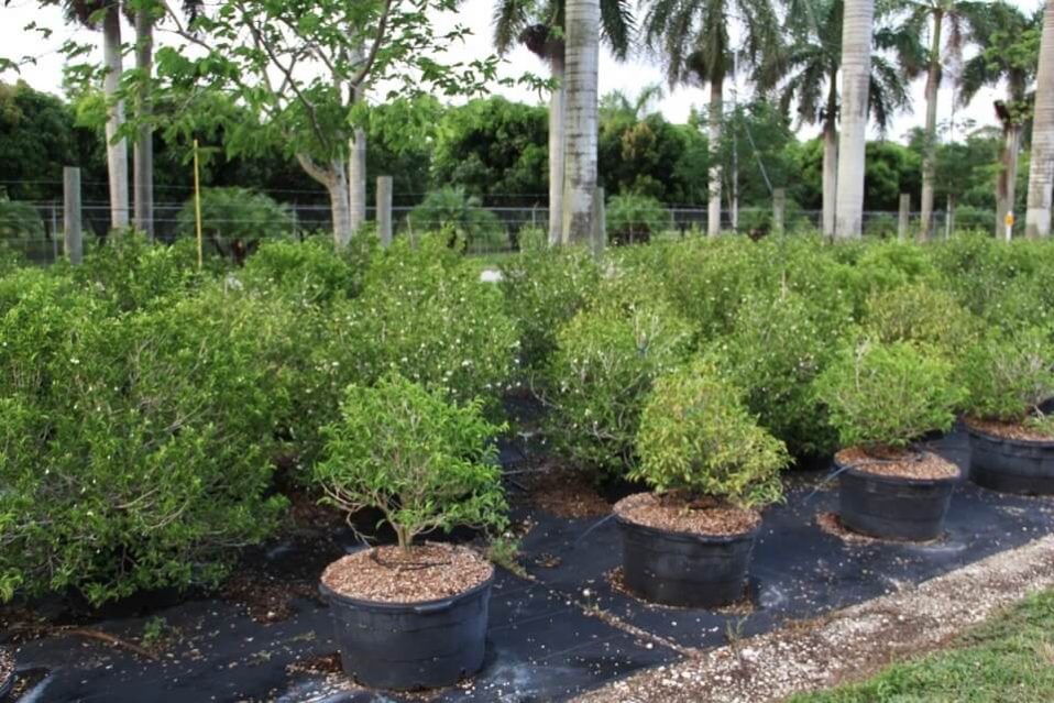 Vallesia antillana