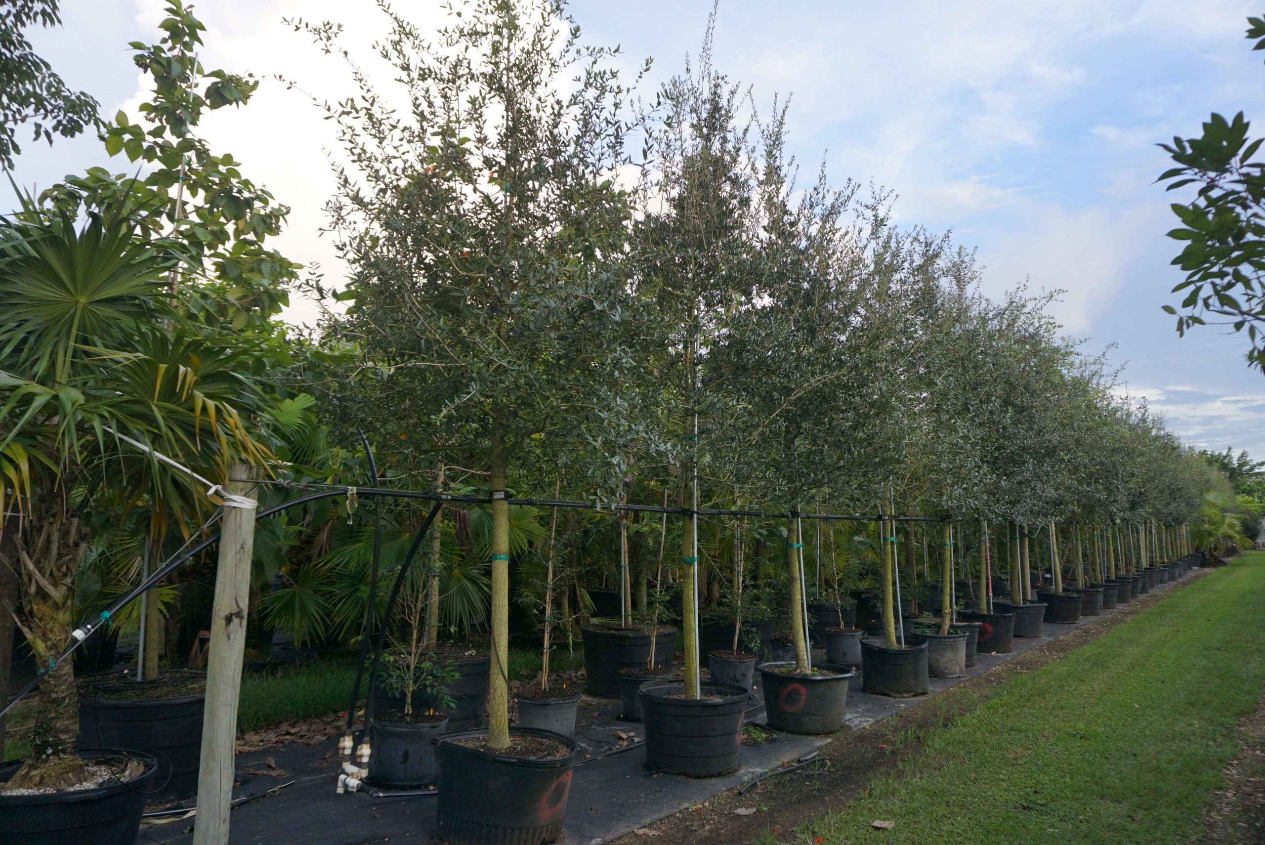 Southern Live Oak Tree - Quercus Virginiana for Sale Florida ...
