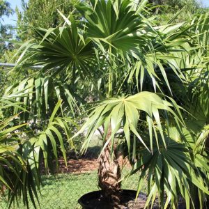 Thrinax Radiata