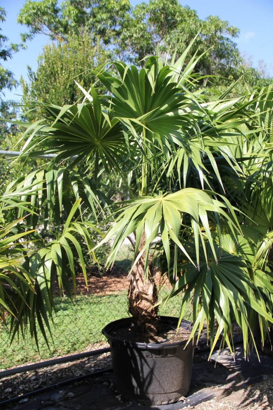 Thrinax radiata