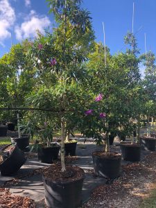 tree evolution tibouchina granulosa