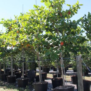 terminalia catappa (pacific almond)