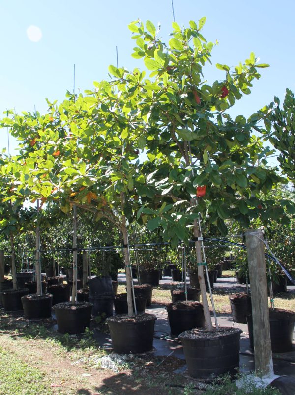 terminalia catappa (pacific almond)