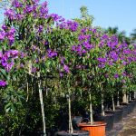 Tibouchina granulosa