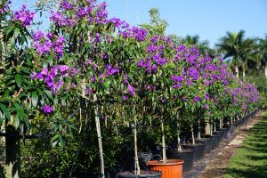 best time to plant a tree Tibouchina granulosa