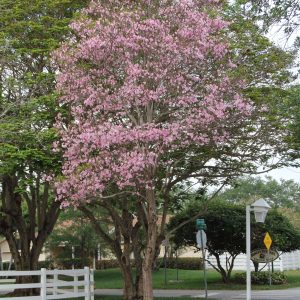 Tabebuia heterophylla (Pink Trumpet Tree) for sale Florida