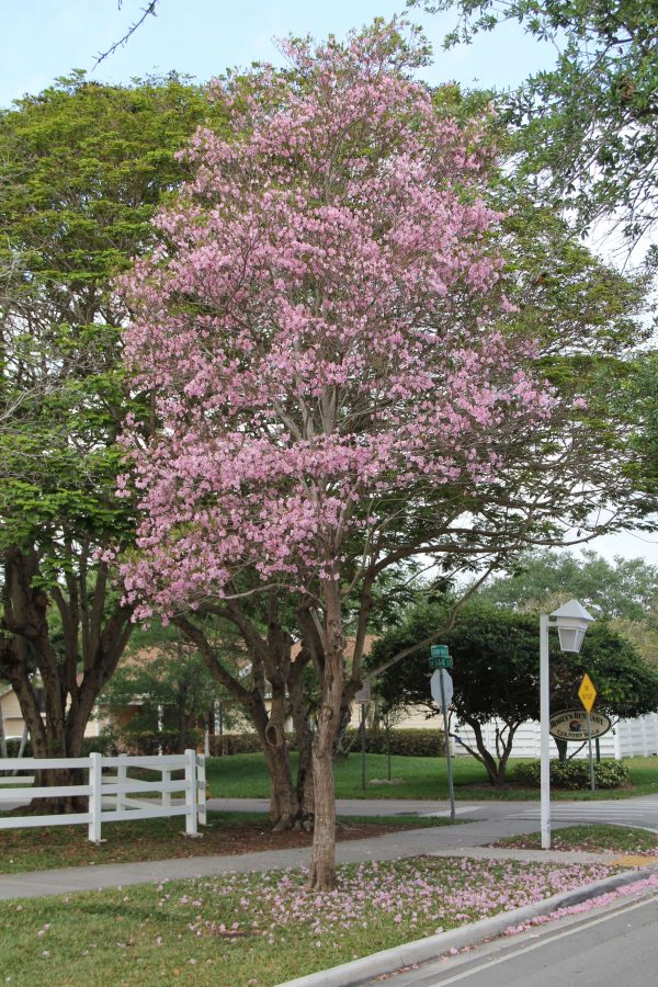 Tabebuia heterophylla (Pink Trumpet-Tree)