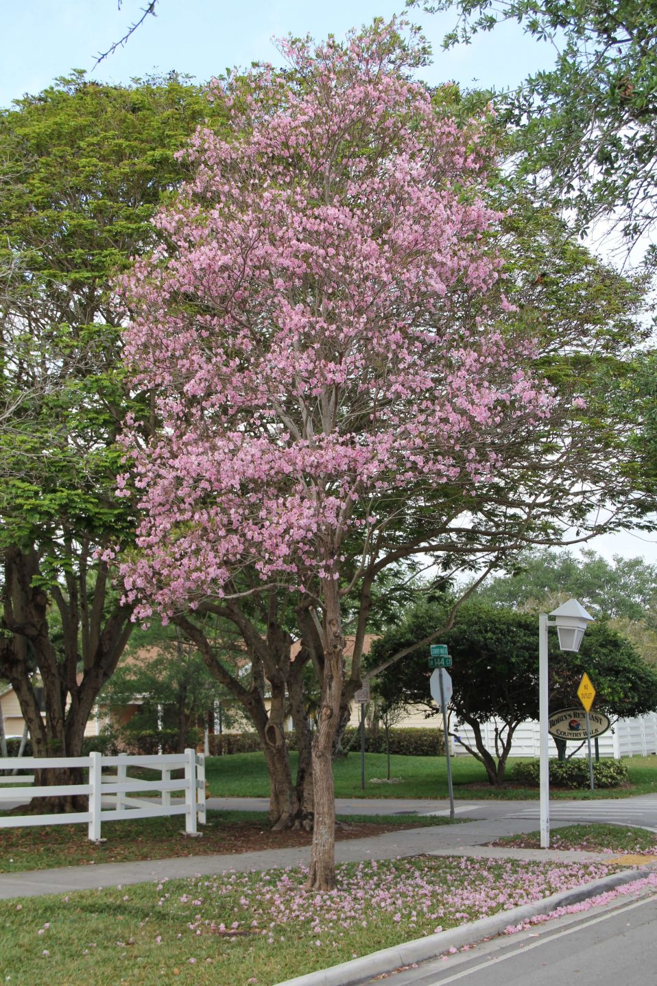 Tabebuia Heterophylla (Pink Trumpet Tree)