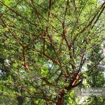 Red Acacia closeup branches at TreeWorld Wholesale