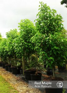 types of trees Acer Rubrum, Red Maple