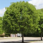 Mahogany trees Swietenia mahagoni (West-Indies Mahogany) specimen