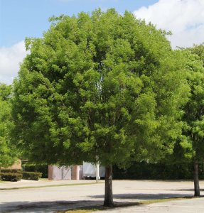 Mahogany trees Swietenia mahagoni (West-Indies Mahogany) specimen