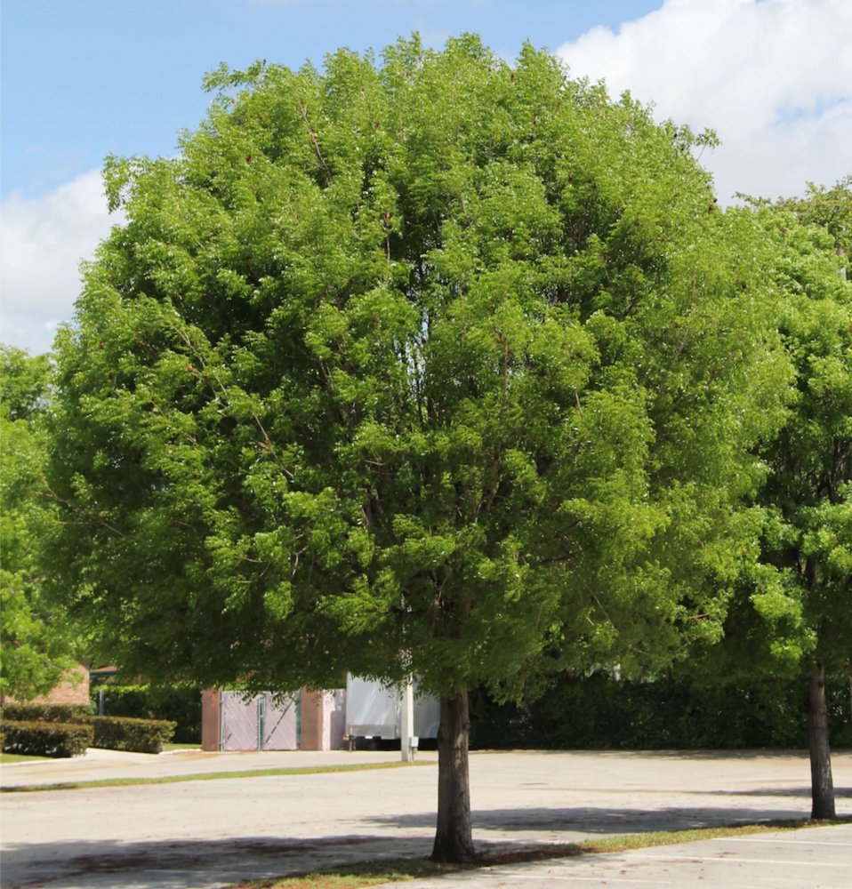 Mahogany Trees Information. All You Need to Know 🌴 Treeworld Wholesale