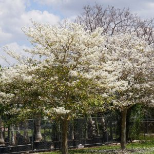 specimenTabebuia Roseoalba