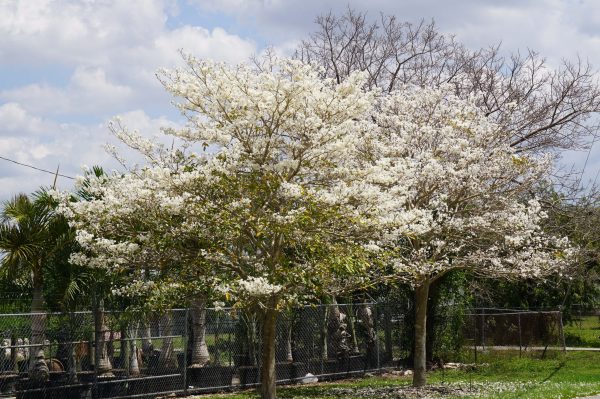 specimenTabebuia Roseoalba