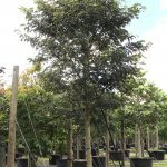 Piscidia Piscipula (Jamaican Dogwood tree Florida) for sale