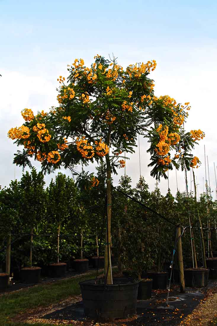 100gal_cassialeptophylla-goldmedalliontree at TreeWorld Wholesale