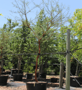 acacia trees acacia seya red acacia 