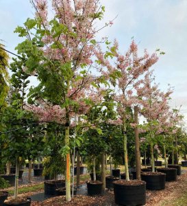 100 gallons Cassia Bakeriana at TreeWorld Wholesale