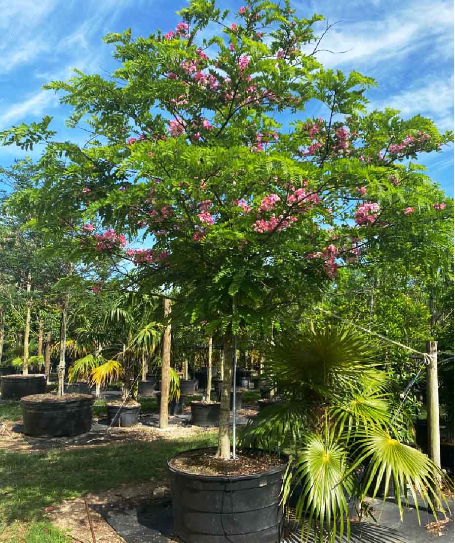 200 gal cassia javanica at TreeWorld Wholesale