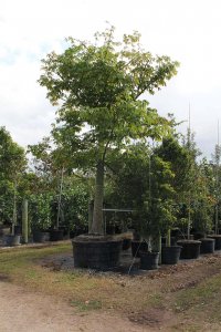 sun and shade trees 200galceibapentandra-kapok at TreeWorld Wholesale