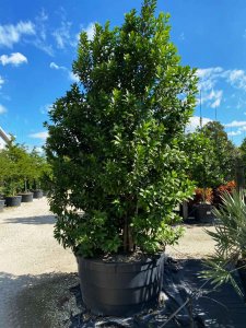 island trees Canella Winterana 200 gallons at TreeWorld Wholesale