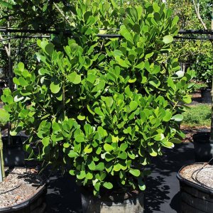 25 gal Clusia Guttifera-Small leaf clusia at TreeWorld Wholesale