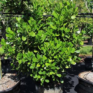 Clusia Guttifera hedge - Small leaf clusia 25 gal