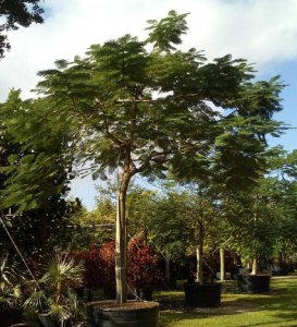 trees are important 300 gal royal poinciana