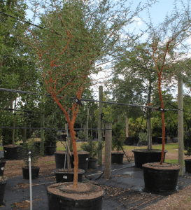 Acacia Trees 50 gallons Acacia Seyal known as Red Acacia at TreeWorld Wholesale