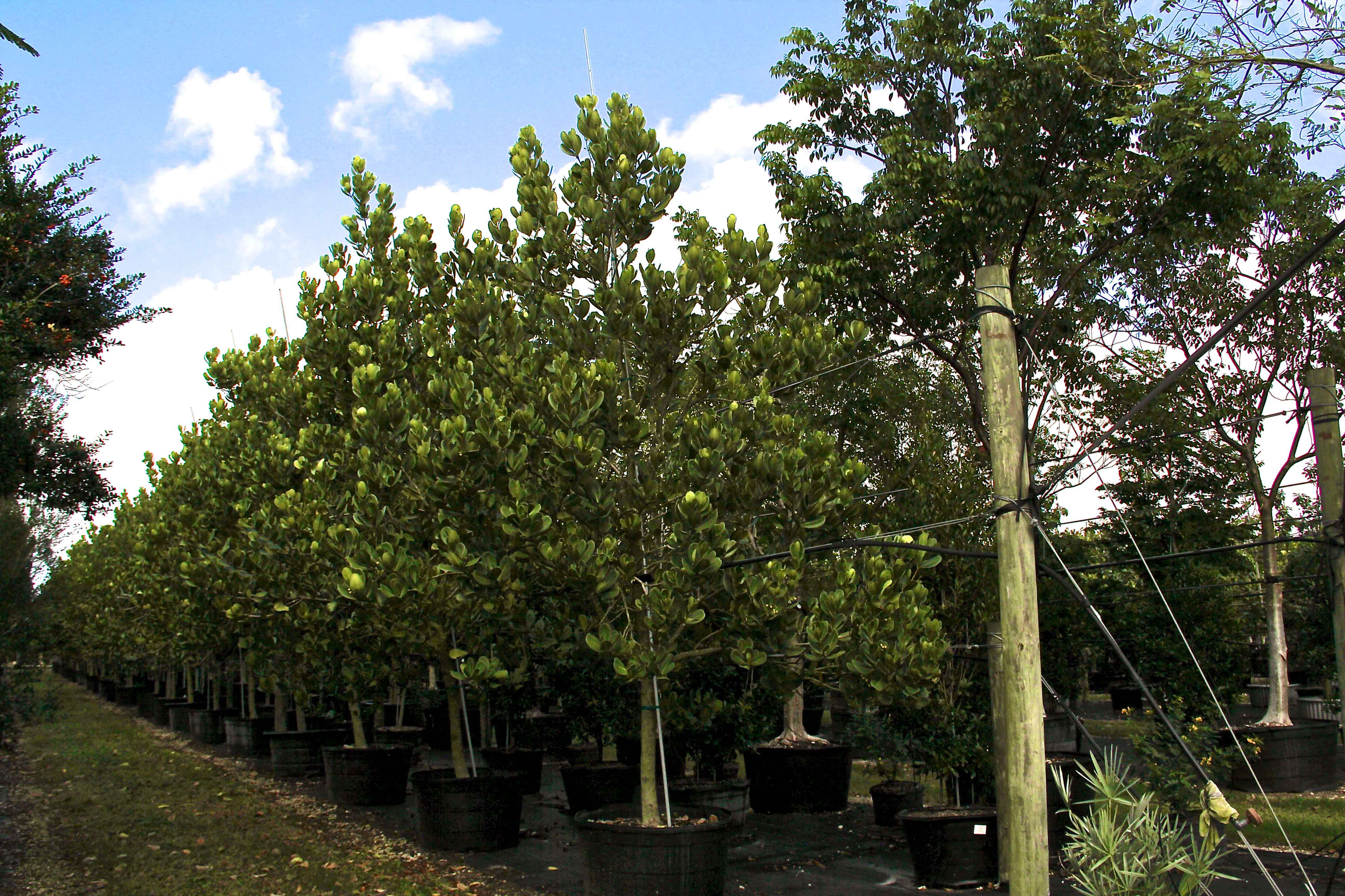 50 gal cassia roxburghii known as redlaburnum at TreeWorld Wholesale