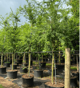acacia trees - acacia farnesiana