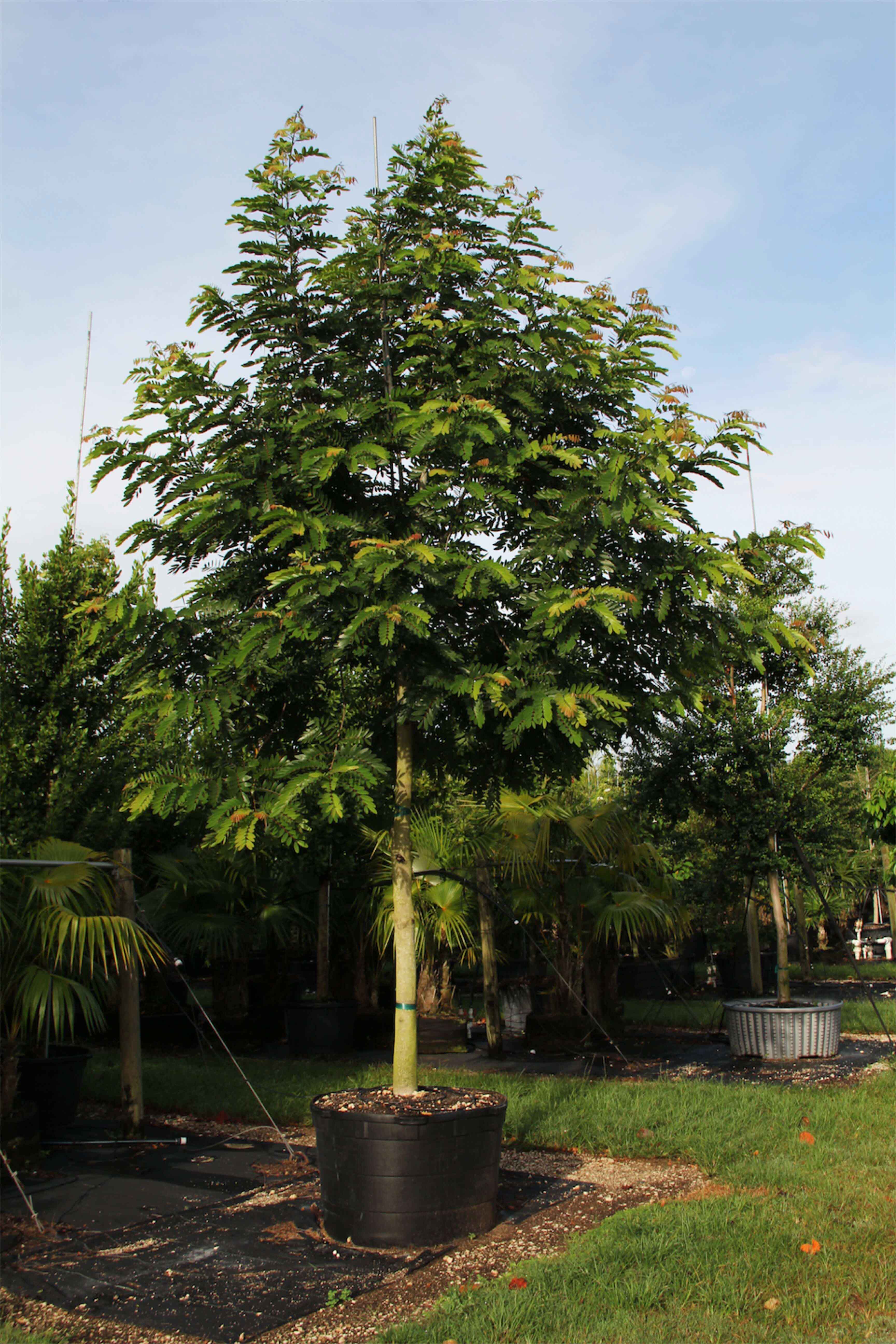 65 gallons Cassia Grandis also known as Coral Shower tree