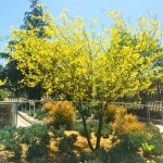 Parkinsonia Aculeata (Jerusalem Thorn)