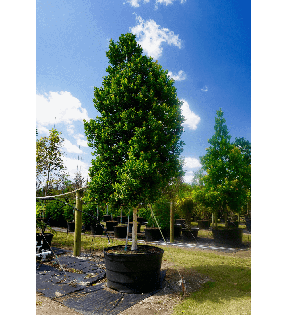 Care Of A Tree Pimenta Racemosa (Bayrum Tree)