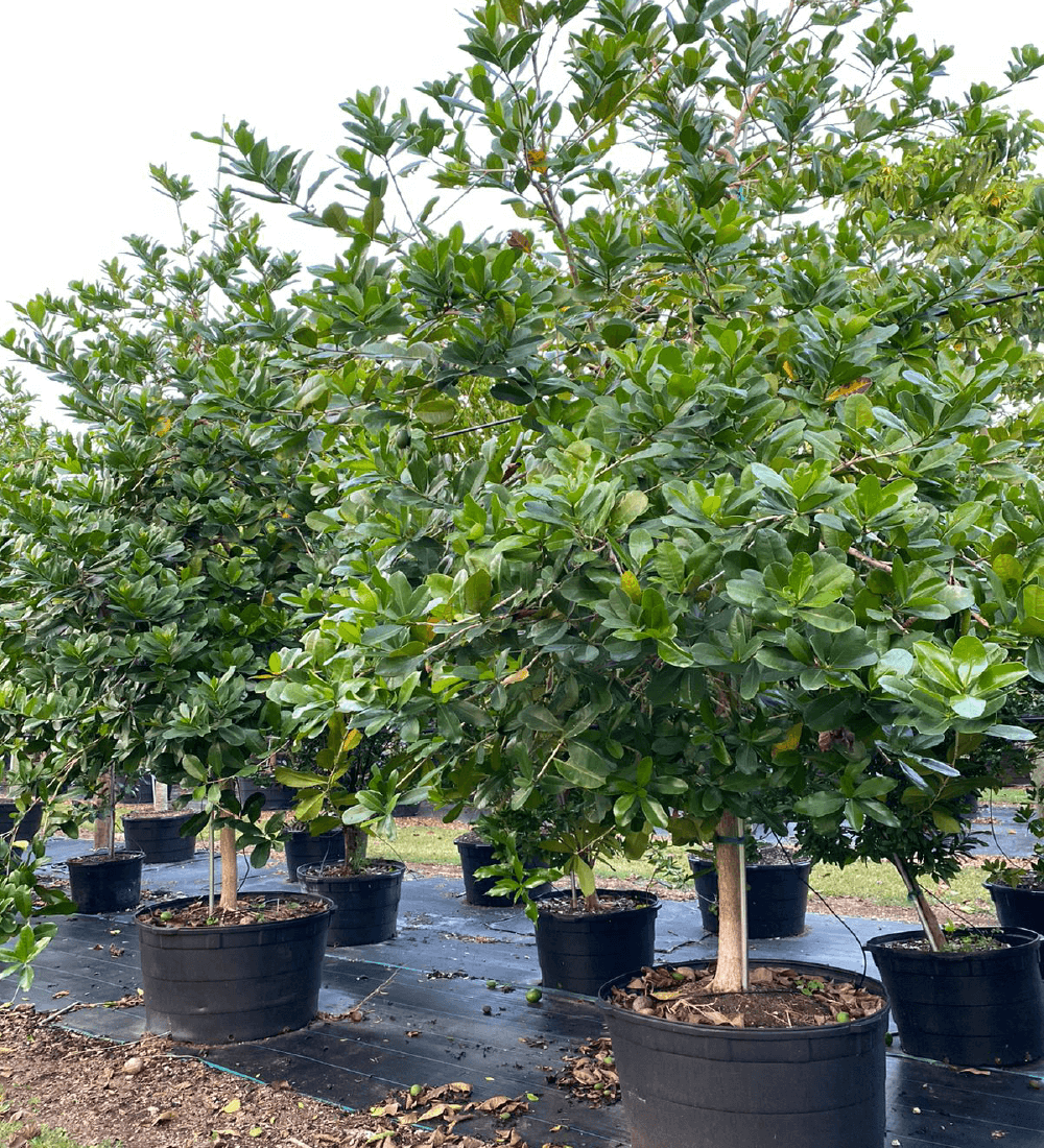 100 gallons Black Calabash at TreeWorld Wholesale