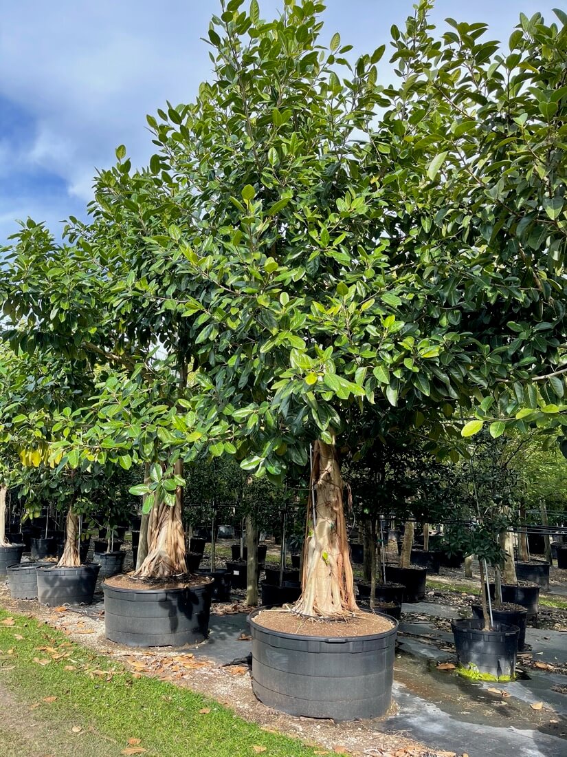 200 Gal - Ficus Benghalensis - Banyan Tree