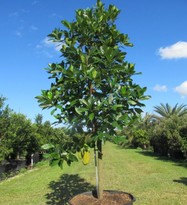 Jackfruit 