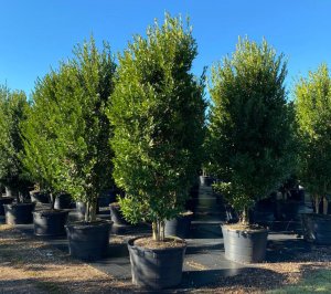 sun and shade trees 45 gal gymnanthes lucida (crabwood)