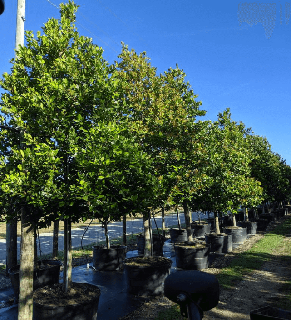 Pimienta Racemosa (Bayrum tree) - bush vs tree