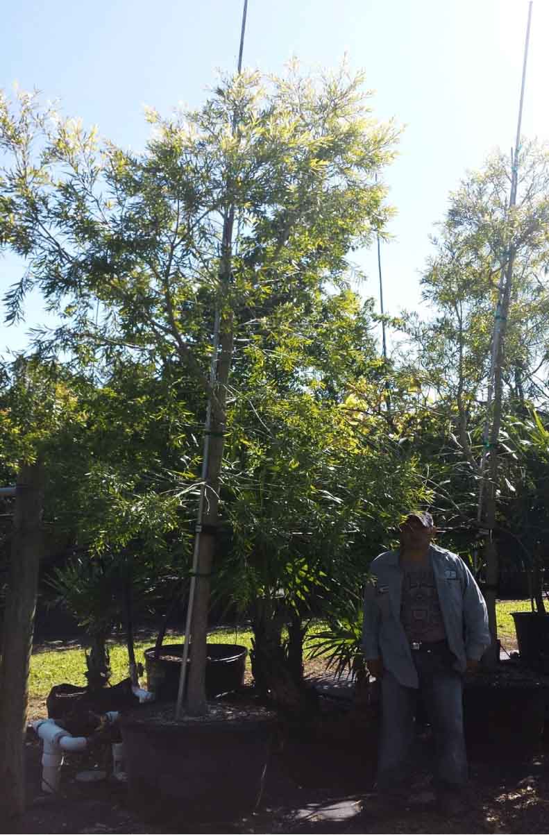 65 gallons Callistemon Rigidus - Erect Bottlebrush at TreeWorld Wholesale