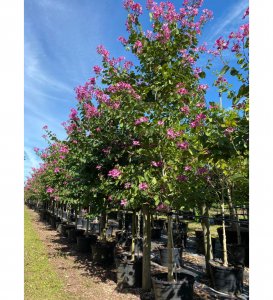 bauhinia x blakeana (hong kong orchid)