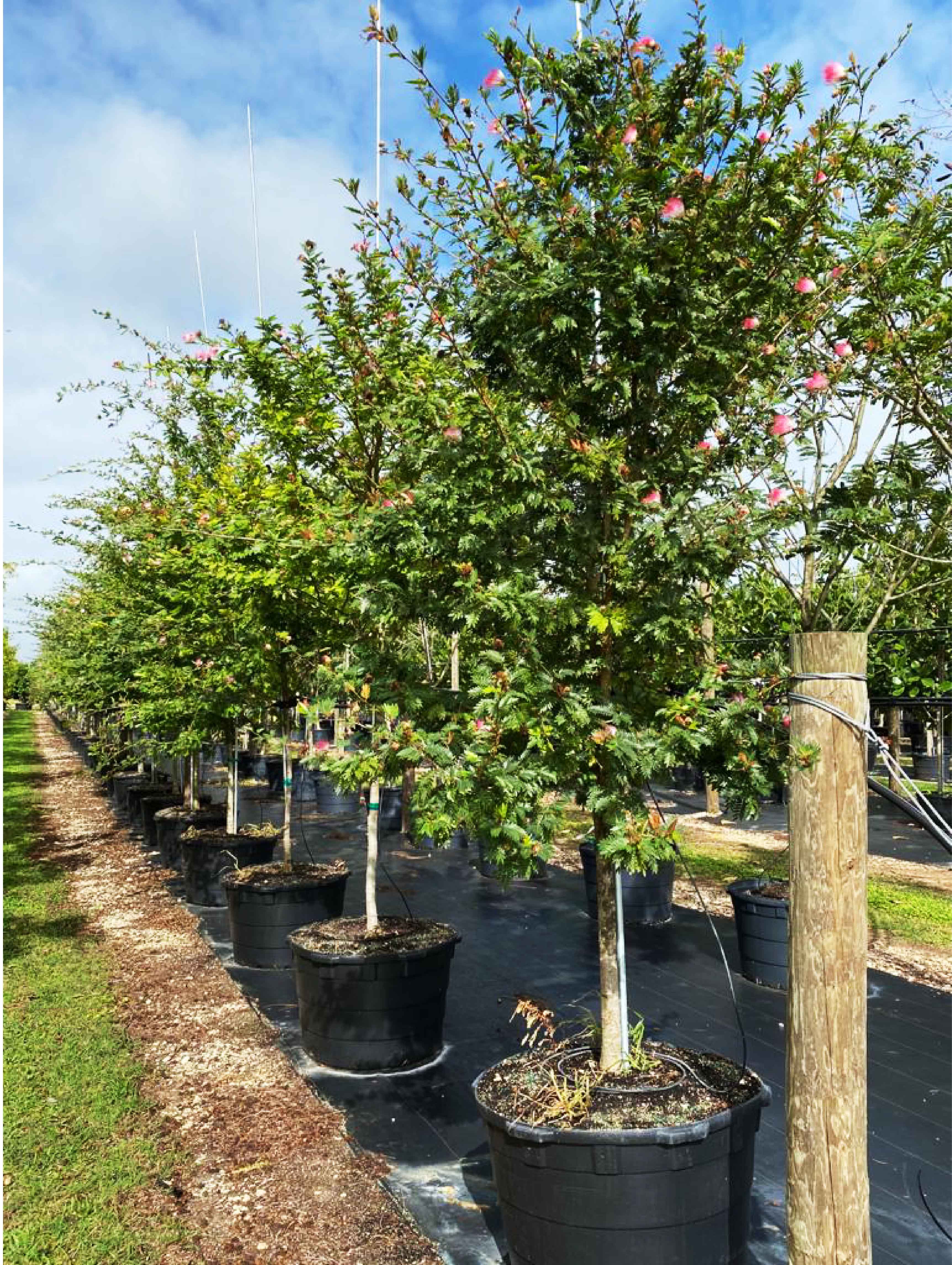 65 gallons powderpuff at TreeWorld Wholesale