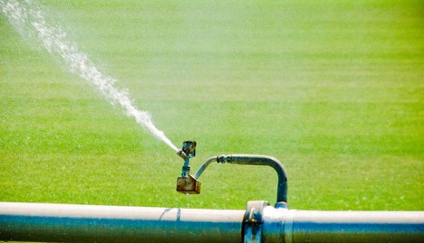 plant watering When Is The Best Time To Water Plants?