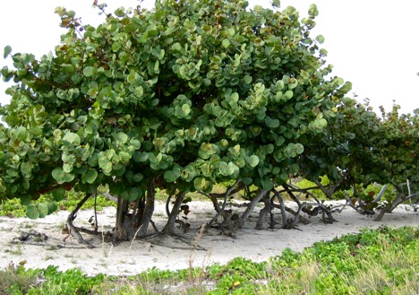 Trees And Application In A Garden Or Landscape