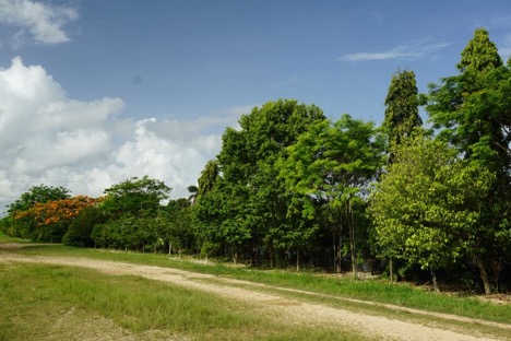 Mulch And Trees